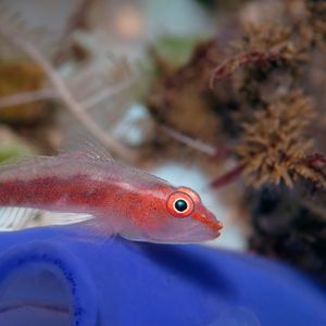Pleurosicya mossambica Pleurosicya mossambica 印度尼西亚 Indonesia , 巴厘岛 Bali , 图蓝本 Tulamben @LazyDiving.com 潜水时光
