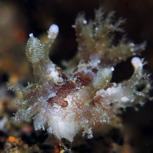 Plocamopherus ceylonicus 印度尼��西亚 Indonesia , 巴厘岛 Bali , 艾湄湾 Amed Bay @LazyDiving.com 潜水时光