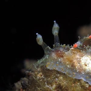 Plocamopherus ceylonicus 印度尼西亚 Indonesia , 巴厘岛 Bali , 艾湄湾 Amed Bay @LazyDiving.com 潜水时光