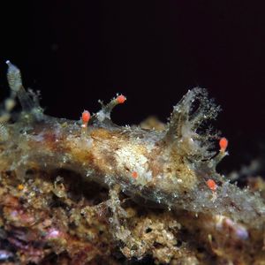 Plocamopherus ceylonicus 印度尼西亚 Indonesia , 巴厘岛 Bali , 艾湄湾 Amed Bay @LazyDiving.com 潜水时光