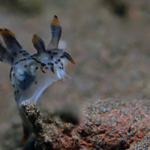 Polycera Polycera 印度尼西亚 Indonesia , 巴厘岛 Bali , 图蓝本 Tulamben @LazyDiving.com 潜水时光