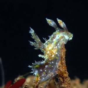 Polycera 印度尼西亚 Indonesia , 巴厘岛 Bali , 图蓝本 Tulamben @LazyDiving.com 潜水时光