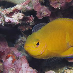 Pomacentrus moluccensis Pomacentrus moluccensis 乌鲁古雀鲷 Timor-Leste 东帝汶 @LazyDiving.com 潜水时光