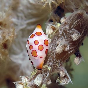 Primovula rosewateri 印度尼西亚 Indonesia , 安汶 Ambon @LazyDiving.com 潜水时光