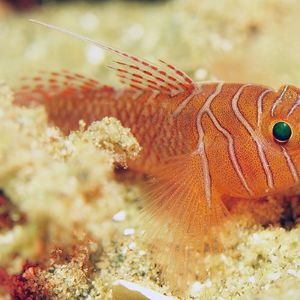 Priolepis vexilla 印度尼西亚 Indonesia , 安汶 Ambon @LazyDiving.com 潜水时光