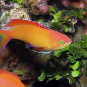 Pseudanthias dispar 印度尼西亚 Indonesia , 巴厘岛 Bali , 艾湄湾 Amed Bay @LazyDiving.com 潜水时光