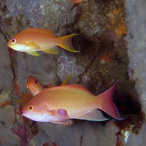 Pseudanthias squamipinnis 印度尼西亚 Indonesia , 巴厘岛 Bali , 艾湄湾 Amed Bay @LazyDiving.com 潜水时光