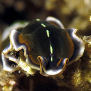 Pseudoceros 印度尼西�亚 Indonesia , 安汶 Ambon @LazyDiving.com 潜水时光