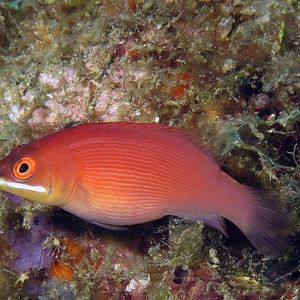 Pseudocheilinus evanidus 印度尼西亚 Indonesia , 安汶 Ambon @LazyDiving.com 潜水时光