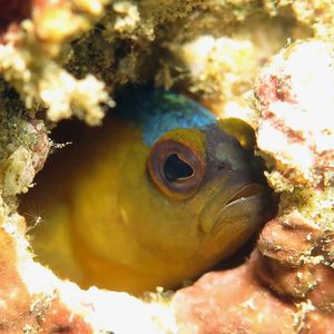 Pseudochromis tapeinosoma 印度尼西亚 Indonesia , 安汶 Ambon @LazyDiving.com 潜水时光