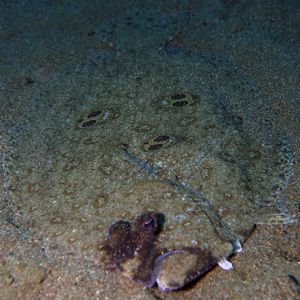 Pseudorhombus dupliciocellatus 菲律宾 Philippines , 杜马盖地 Dumaguete @LazyDiving.com 潜�水时光