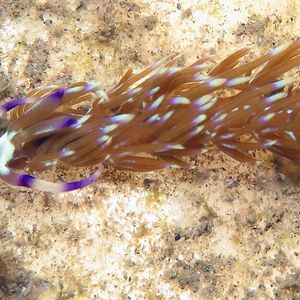 Pteraeolidia 东帝汶 Timor-Leste @LazyDiving.com 潜水时光