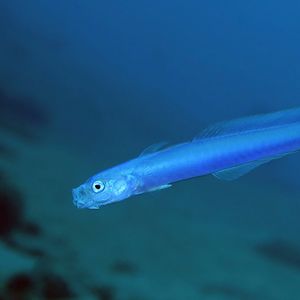 Ptereleotris hanae Ptereleotris hanae 菲律宾 Philippines , 杜马盖地 Dumaguete @LazyDiving.com 潜水时光