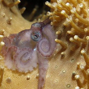 Octopus bocki 印度尼西亚 Indonesia , 安汶 Ambon @LazyDiving.com 潜水时光