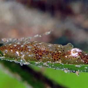 Idiosepius hallami 菲律宾 Philippines , 杜马盖地 Dumaguete @LazyDiving.com 潜水时光