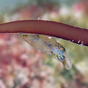 Idiosepius pygmaeus 东帝汶 Timor-Leste @LazyDiving.com 潜水时光