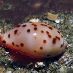 Ransoniella punctata 印度尼西亚 Indonesia , 安汶 Ambon @LazyDiving.com 潜水时光