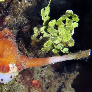 Ranularia oblita 印度尼西亚 Indonesia , 安汶 Ambon @LazyDiving.com 潜水时光