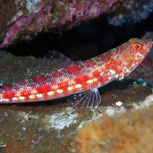 Synodus variegatus 印度尼西亚 Indonesia , 巴厘岛 Bali , 艾湄湾 Amed Bay @LazyDiving.com 潜水时光