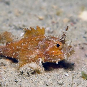 Hipposcorpaena filamentosus 东帝汶 Timor-Leste @LazyDiving.com 潜水时光