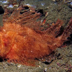 Rhinopias frondosa 印度尼西亚 Indonesia , 安汶 Ambon @LazyDiving.com 潜水时光