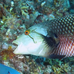 Novaculichthys taeniourus 菲律宾 Philippines , 杜马盖地 Dumaguete @LazyDiving.com 潜水时光