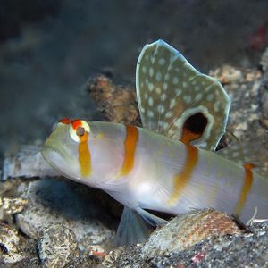 Amblyeleotris randalli 东帝汶 Timor-Leste @LazyDiving.com 潜水时光