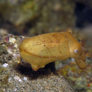 Sepia latimanus Sepia latimanus 宽腕乌贼 Indonesia 印度尼西亚 Ambon 安汶 @LazyDiving.com 潜水时光