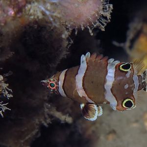 Wetmorella nigropinnata 菲律宾 Philippines , 杜马盖地 Dumaguete @LazyDiving.com 潜水时光