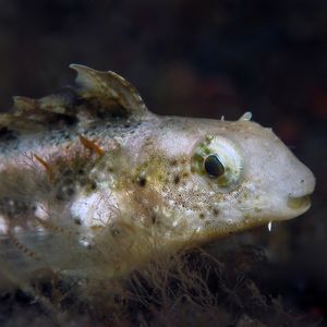 Petroscirtes breviceps 印度尼西亚 Indonesia , 巴厘岛 Bali , 艾湄湾 Amed Bay @LazyDiving.com 潜水时光