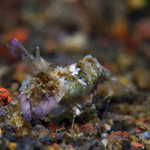 Phyllognathia simplex 印度尼西亚 Indonesia , 巴厘岛 Bali , 艾湄湾 Amed Bay @LazyDiving.com 潜水时光