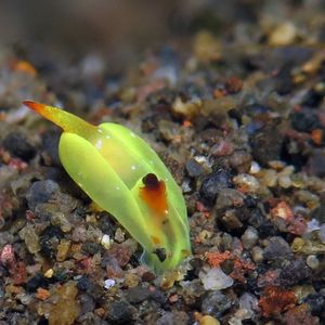 Siphopteron Siphopteron 腹翼海蛞蝓 Indonesia 印度尼西亚 Bali 巴厘岛 Amed Bay 巴厘岛艾湄湾 @LazyDiving.com 潜水时光