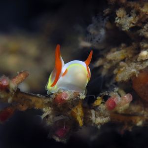 Siphopteron makisig 印度尼西亚 Indonesia , 巴厘岛 Bali , 图蓝本 Tulamben @LazyDiving.com 潜水时光