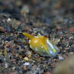 Siphopteron flavolineatum Siphopteron flavolineatum 腹翼海蛞蝓 Indonesia 印度尼西亚 Bali 巴厘岛 Amed Bay 巴厘岛艾湄湾 @LazyDiving.com 潜水时光