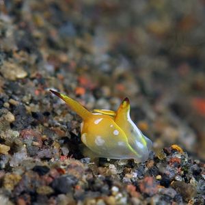 Siphopteron flavolineatum Siphopteron flavolineatum 腹翼海蛞蝓 Indonesia 印度尼西亚 Bali 巴厘岛 Amed Bay 巴厘岛艾湄湾 @LazyDiving.com 潜水时光