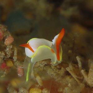 Siphopteron makisig Siphopteron makisig 白玉腹翼海蛞蝓 Indonesia 印度尼西亚 Bali 巴厘岛 Tulamben 图蓝本 @LazyDiving.com 潜水时光