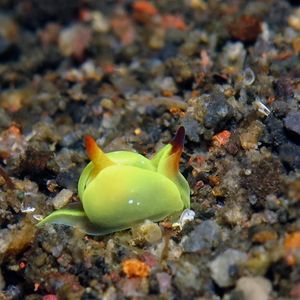 Siphopteron Siphopteron 腹翼海蛞蝓 Indonesia 印度尼西亚 Bali 巴厘岛 Amed Bay 巴厘岛艾湄湾 @LazyDiving.com 潜水时光