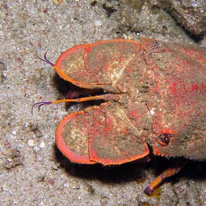 Scyllarides squammosus 东帝汶 Timor-Leste @LazyDiving.com 潜水�时光