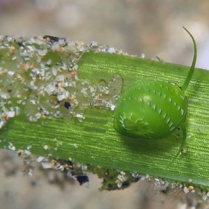 Smaragdia rangiana 印度尼西亚 Indonesia , 安汶 Ambon @LazyDiving.com 潜水时光