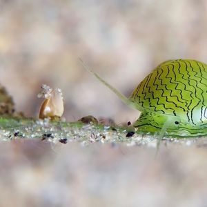 Smaragdia souverbiana 菲律宾 Philippines , 杜马盖地 Dumaguete @LazyDiving.com 潜水时光