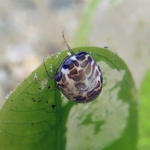 Smaragdia tragena 东帝汶 Timor-Leste @LazyDiving.com 潜水时光