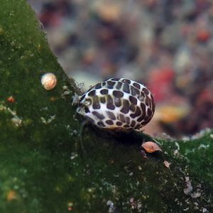 Smaragdia tragena 印度尼西亚 Indonesia , 巴厘岛 Bali , 艾湄��湾 Amed Bay @LazyDiving.com 潜水时光