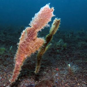 Solenostomus paegnius 印度尼西亚 Indonesia , 巴厘岛 Bali , 艾湄湾 Amed Bay @LazyDiving.com 潜水时光