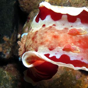 Hexabranchus sanguineus 印度尼西亚 Indonesia , 安汶 Ambon @LazyDiving.com 潜水时光