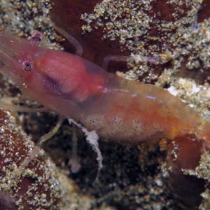 Thaumastocaris streptopus Thaumastocaris streptopus 管状海绵共生虾 Indonesia 印度尼西亚 Ambon 安汶 @LazyDiving.com 潜水时光