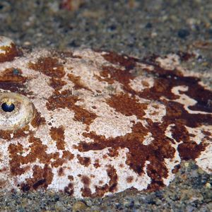 Uranoscopus bicinctus 印度尼西亚 Indonesia , 安汶 Ambon @LazyDiving.com 潜水时光