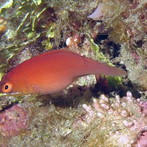 Pseudocheilinus evanidus 印度尼西亚 Indonesia , 安汶 Ambon @LazyDiving.com 潜水时光