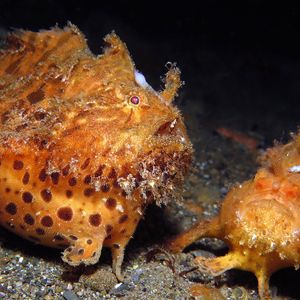 Antennarius striatus �印度尼西亚 Indonesia , 安汶 Ambon @LazyDiving.com 潜水时光