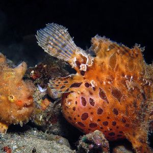 Antennarius striatus 印度尼西亚 Indonesia , 安汶 Ambon @LazyDiving.com 潜水时光