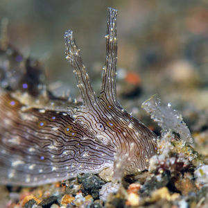 Stylocheilus striatus 印度�尼西亚 Indonesia , 巴厘岛 Bali , 艾湄湾 Amed Bay @LazyDiving.com 潜水时光